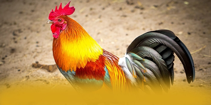 Lợi thế cạnh tranh của BU88 trong cùng phân khúc Lợi thế cạnh tranh của BU88 trong cùng phân khúc