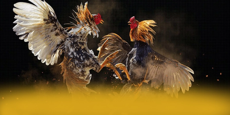 Nhận xét từ thành viên đã trải nghiệm về [THUONG_HIEU]