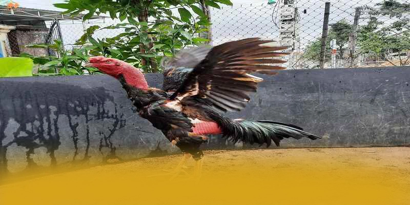 Ưu đãi hấp dẫn dành cho thành viên mới và cũ tại BU88 Ưu đãi hấp dẫn dành cho thành viên mới và cũ tại BU88